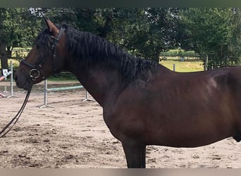 PRE Mestizo, Caballo castrado, 5 años, 162 cm, Castaño