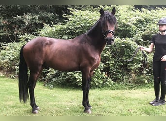 PRE Mestizo, Caballo castrado, 5 años, 162 cm, Castaño