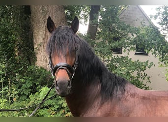 PRE Mestizo, Caballo castrado, 5 años, 162 cm, Castaño
