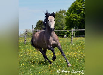 PRE Mestizo, Caballo castrado, 5 años, 162 cm, Tordo