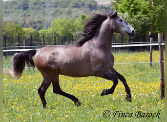 PRE Mestizo, Caballo castrado, 5 años, 162 cm, Tordo