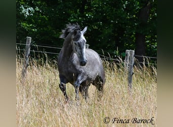 PRE Mestizo, Caballo castrado, 5 años, 162 cm, Tordo