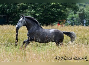 PRE Mestizo, Caballo castrado, 5 años, 162 cm, Tordo