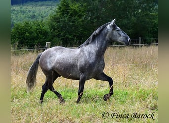 PRE Mestizo, Caballo castrado, 5 años, 162 cm, Tordo