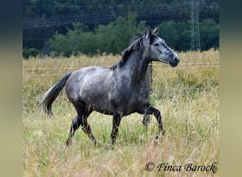 PRE Mestizo, Caballo castrado, 5 años, 162 cm, Tordo