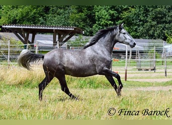 PRE Mestizo, Caballo castrado, 5 años, 162 cm, Tordo