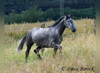 PRE Mestizo, Caballo castrado, 5 años, 162 cm, Tordo