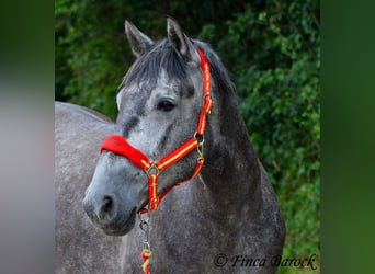 PRE Mestizo, Caballo castrado, 5 años, 162 cm, Tordo