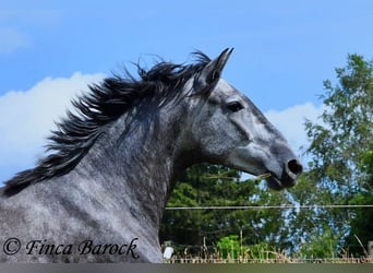 PRE Mestizo, Caballo castrado, 5 años, 162 cm, Tordo