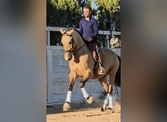 PRE, Caballo castrado, 5 años, 163 cm, Buckskin/Bayo