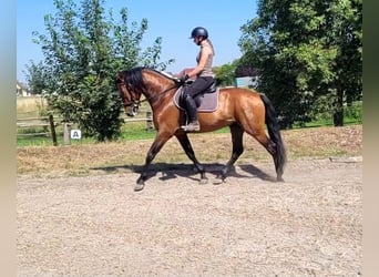 PRE, Caballo castrado, 5 años, 163 cm, Castaño oscuro
