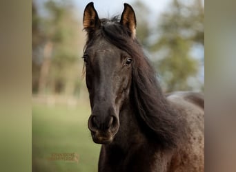 PRE Mestizo, Caballo castrado, 5 años, 163 cm, Negro