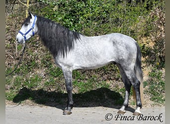 PRE, Caballo castrado, 5 años, 163 cm, Tordo