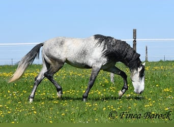 PRE, Caballo castrado, 5 años, 163 cm, Tordo