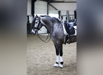 PRE Mestizo, Caballo castrado, 5 años, 163 cm, Tordo