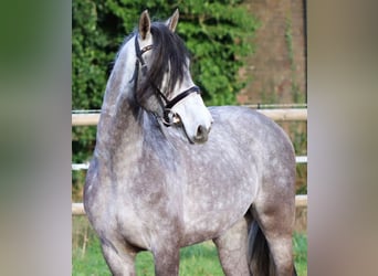 PRE Mestizo, Caballo castrado, 5 años, 163 cm, Tordo