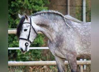 PRE Mestizo, Caballo castrado, 5 años, 163 cm, Tordo