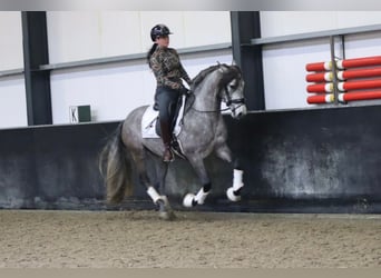 PRE Mestizo, Caballo castrado, 5 años, 163 cm, Tordo