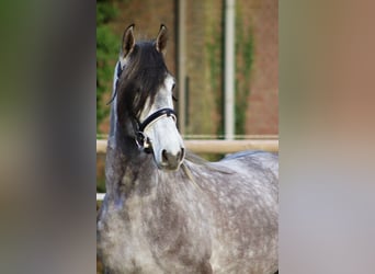 PRE Mestizo, Caballo castrado, 5 años, 163 cm, Tordo