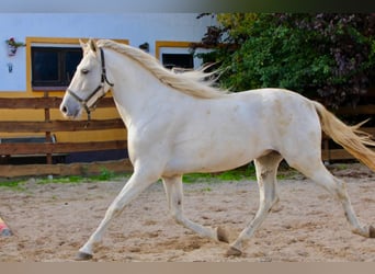 PRE, Caballo castrado, 5 años, 163 cm, Tordo