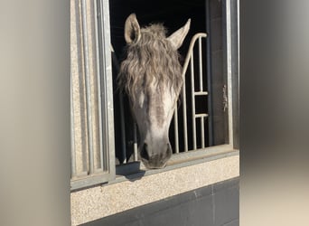PRE, Caballo castrado, 5 años, 163 cm, Tordo