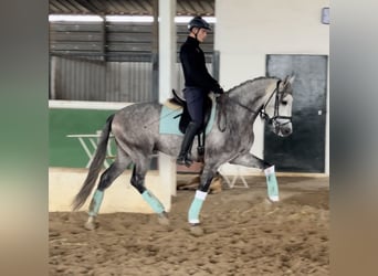 PRE Mestizo, Caballo castrado, 5 años, 163 cm, Tordo rodado