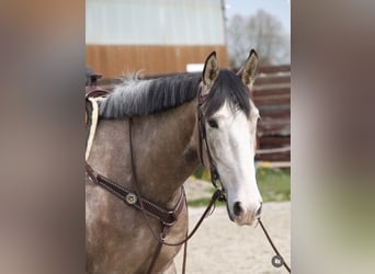 PRE, Caballo castrado, 5 años, 163 cm, Tordo ruano