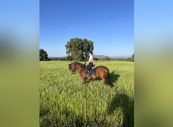 PRE, Caballo castrado, 5 años, 164 cm, Castaño