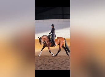 PRE, Caballo castrado, 5 años, 164 cm, Castaño