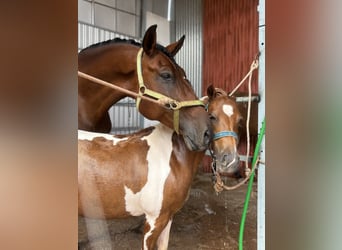 PRE, Caballo castrado, 5 años, 164 cm, Castaño