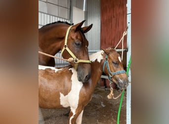 PRE, Caballo castrado, 5 años, 164 cm, Castaño