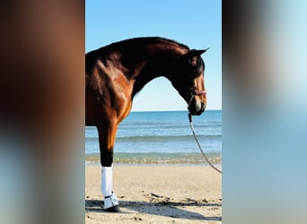 PRE Mestizo, Caballo castrado, 5 años, 164 cm, Castaño