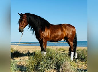 PRE Mestizo, Caballo castrado, 5 años, 164 cm, Castaño