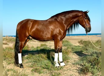 PRE Mestizo, Caballo castrado, 5 años, 164 cm, Castaño