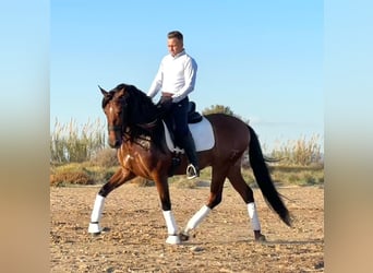 PRE Mestizo, Caballo castrado, 5 años, 164 cm, Castaño