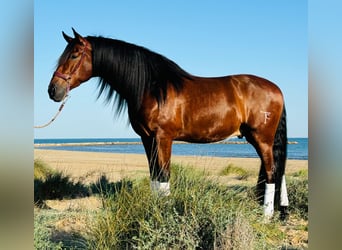 PRE Mestizo, Caballo castrado, 5 años, 164 cm, Castaño