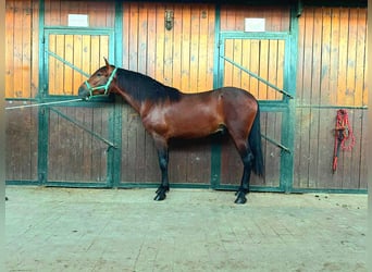 PRE, Caballo castrado, 5 años, 164 cm, Castaño