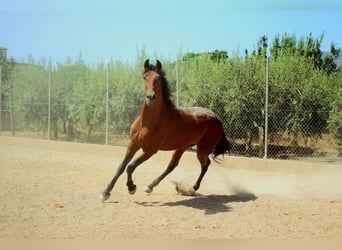 PRE, Caballo castrado, 5 años, 164 cm, Castaño