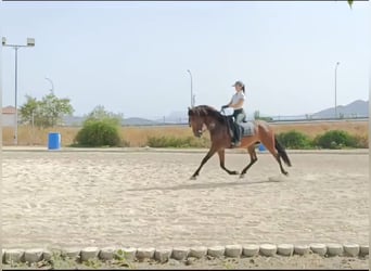 PRE, Caballo castrado, 5 años, 164 cm, Castaño