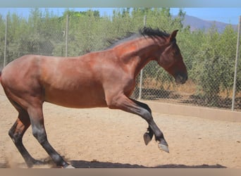 PRE, Caballo castrado, 5 años, 164 cm, Castaño