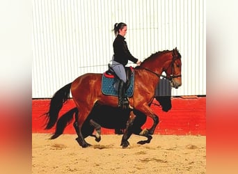 PRE, Caballo castrado, 5 años, 164 cm, Castaño