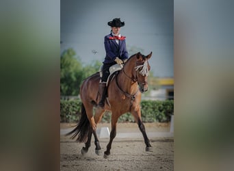 PRE, Caballo castrado, 5 años, 164 cm, Castaño