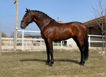 PRE, Caballo castrado, 5 años, 164 cm, Castaño