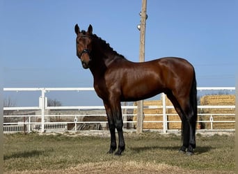 PRE, Caballo castrado, 5 años, 164 cm, Castaño