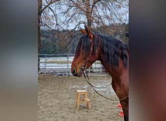 PRE, Caballo castrado, 5 años, 164 cm, Castaño
