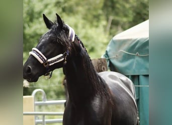 PRE Mestizo, Caballo castrado, 5 años, 164 cm, Negro