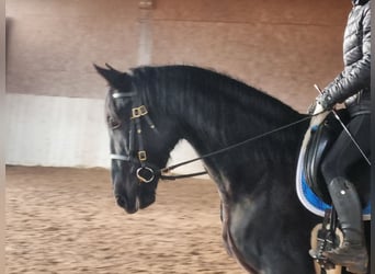 PRE Mestizo, Caballo castrado, 5 años, 164 cm, Negro