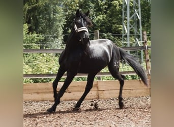 PRE Mestizo, Caballo castrado, 5 años, 164 cm, Negro