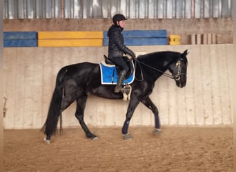 PRE Mestizo, Caballo castrado, 5 años, 164 cm, Negro