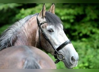 PRE Mestizo, Caballo castrado, 5 años, 164 cm, Tordo